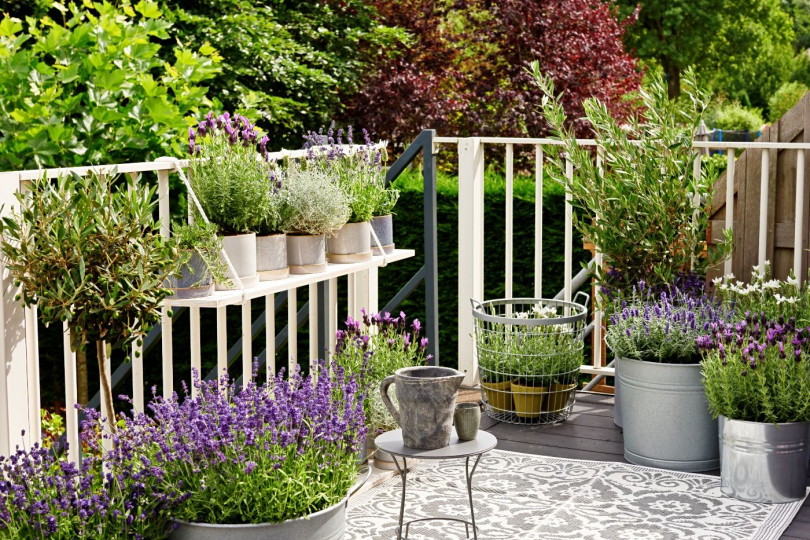 Lawenda lavandula kwiaty wieloletnie na balkon i taras, fot. thejoyofplants.co.uk