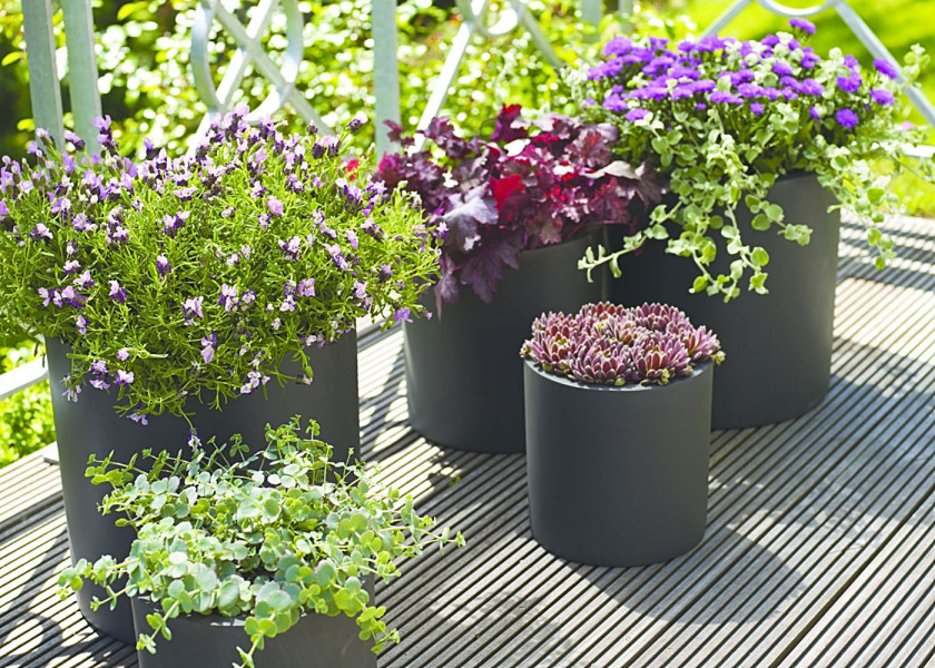 Lawenda lavandula kwiaty wieloletnie na balkon i taras, fot. floradania.dk Lawenda lavandula kwiaty wieloletnie na balkon i taras, fot. floradania.dk