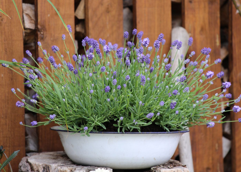 Lawenda lavandula kwiaty wieloletnie na balkon i taras, fot. floradania.dk Lawenda lavandula kwiaty wieloletnie na balkon i taras, fot. floradania.dk