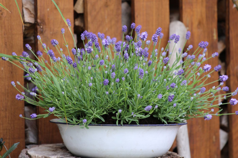 Lawenda lavandula kwiaty wieloletnie na balkon i taras, fot. floradania.dk