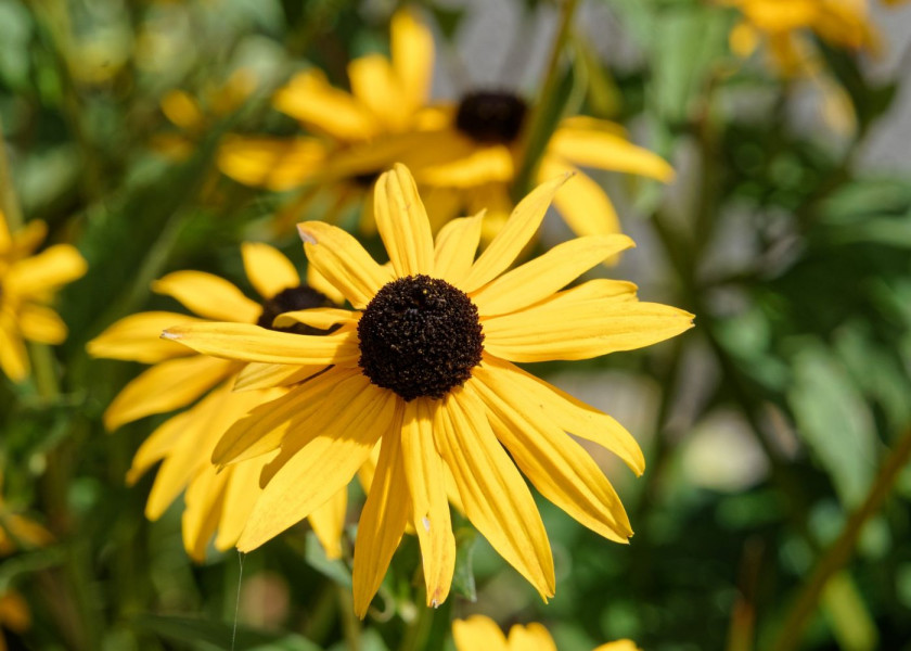 Rudbekia Rudbeckia kwiaty wieloletnie na balkon i taras, fot. Richard Revel - Pixabay Rudbekia Rudbeckia kwiaty wieloletnie na balkon i taras, fot. Richard Revel - Pixabay