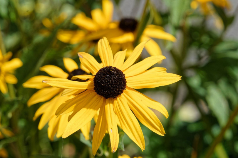 Rudbekia Rudbeckia kwiaty wieloletnie na balkon i taras, fot. Richard Revel - Pixabay