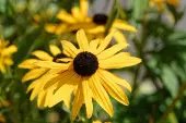 Rudbekia Rudbeckia kwiaty wieloletnie na balkon i taras, fot. Richard Revel - Pixabay