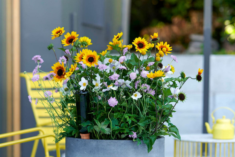 Rudbekia Rudbeckia kwiaty wieloletnie na balkon i taras, fot. funnyhowflowersdothat.co.uk