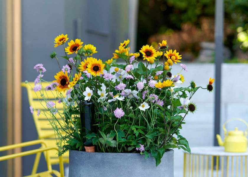 Rudbekia Rudbeckia kwiaty wieloletnie na balkon i taras, fot. funnyhowflowersdothat.co.uk Rudbekia Rudbeckia kwiaty wieloletnie na balkon i taras, fot. funnyhowflowersdothat.co.uk