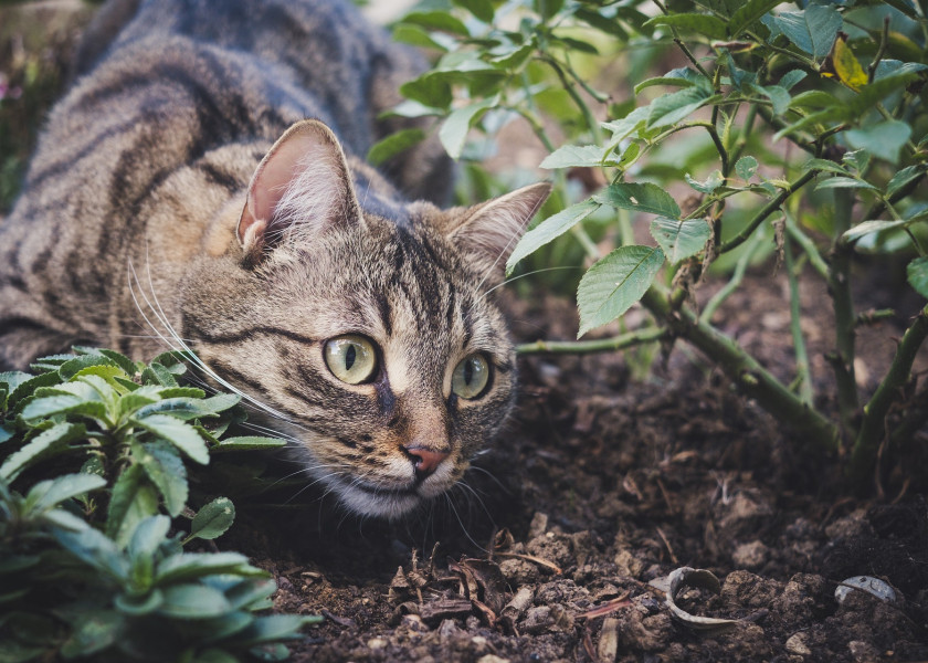 kot w ogrodzie fot. miezekieze - Pixabay kot w ogrodzie fot. miezekieze - Pixabay