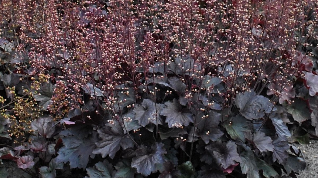 Heuchera 'Rex Black' PBR