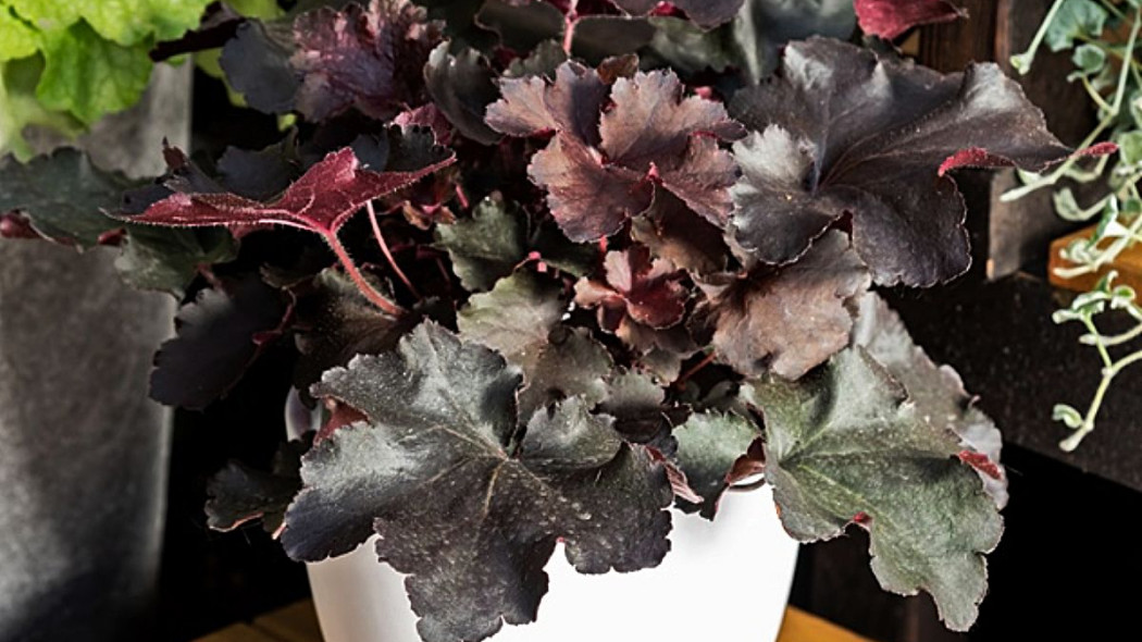 Heuchera 'Rex Black' PBR