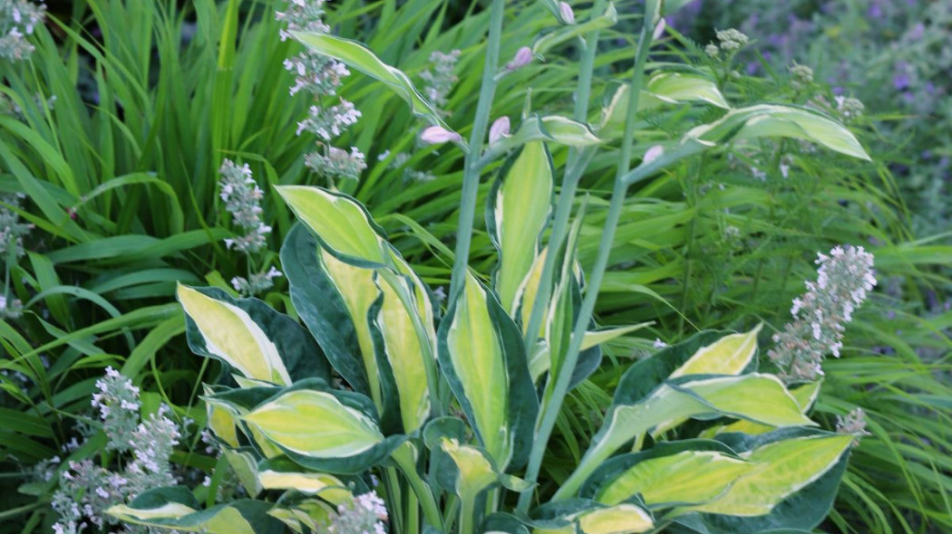 Hosta GYPSY LEMON 'PG 1201' PBR