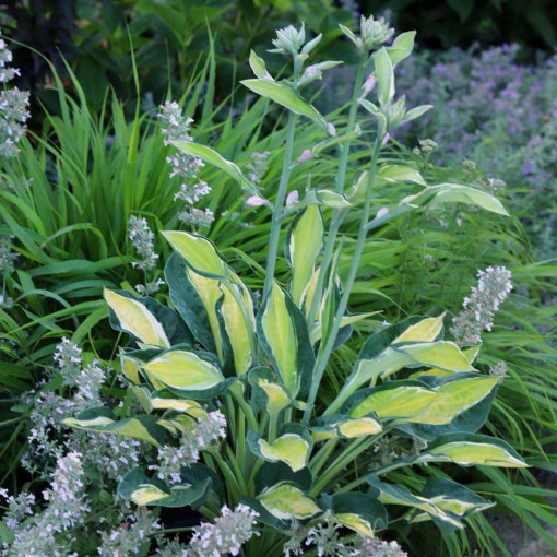 Funkia / Hosta 'Gypsy Lemon'