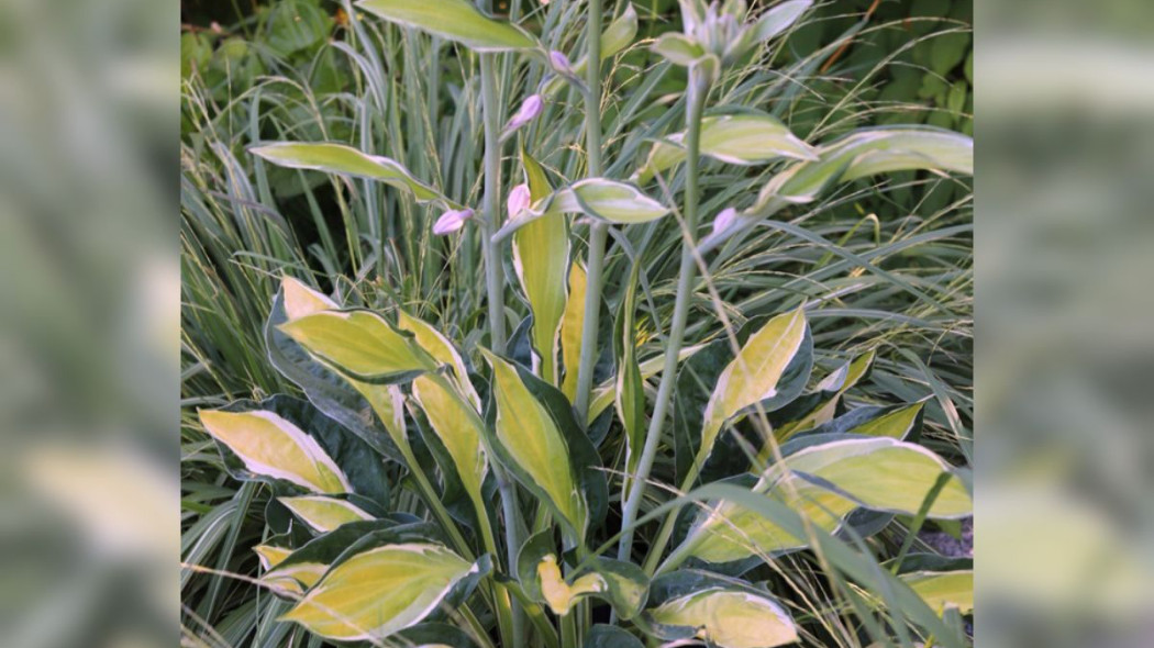 Hosta GYPSY LEMON 'PG 1201' PBR