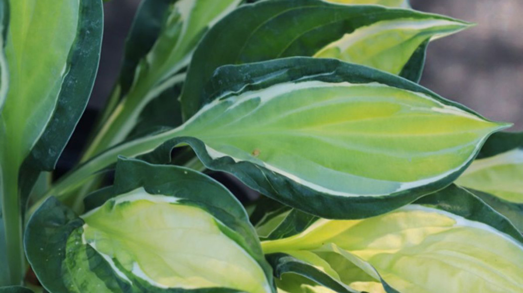 Hosta GYPSY LEMON 'PG 1201' PBR