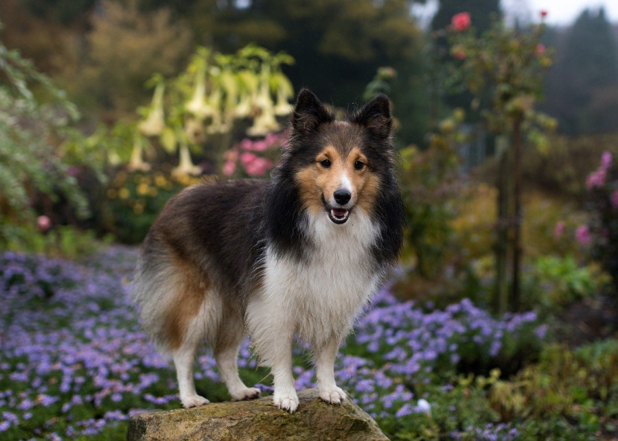ogród dla psa fot. Mr_niceshoot - Pixabay