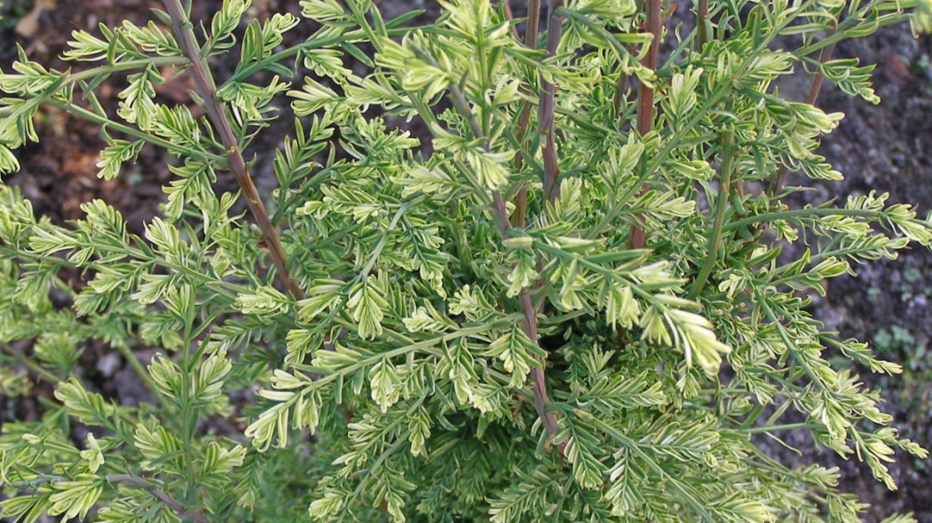 Metasequoia glyptostroboides 'Marta' PBR