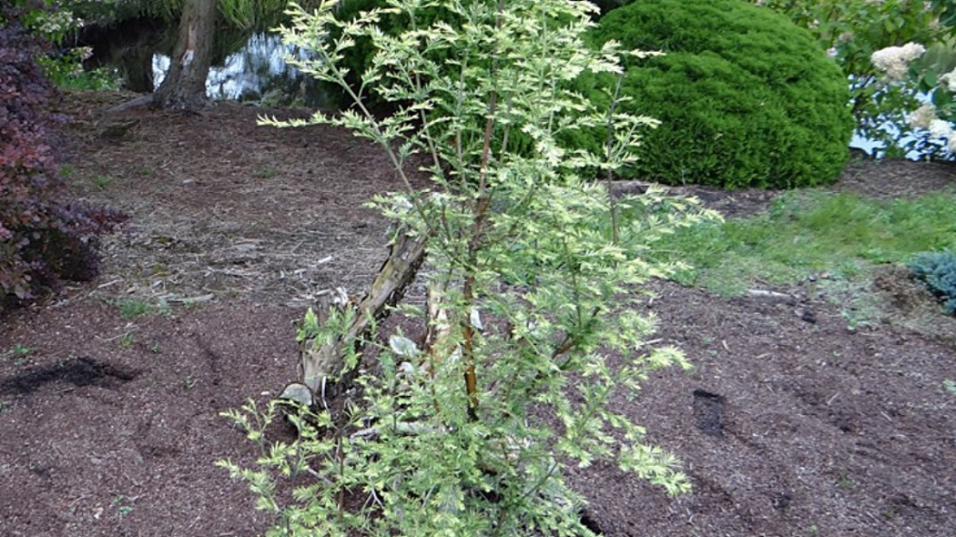 Metasequoia glyptostroboides 'Marta' PBR