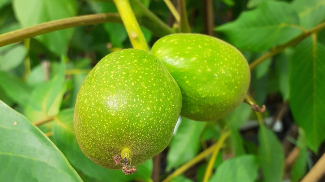 Juglans regia ‘Jacek Lubelski’