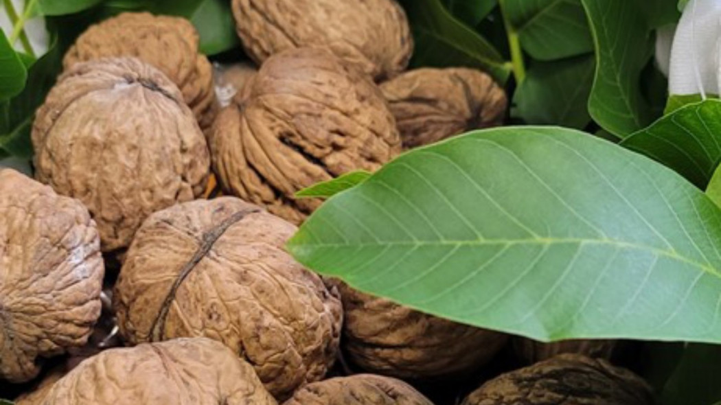 Juglans regia ‘Jacek Lubelski’