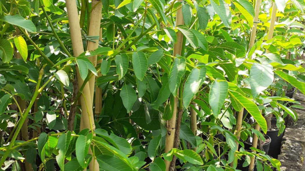 Juglans regia ‘Jacek Lubelski’