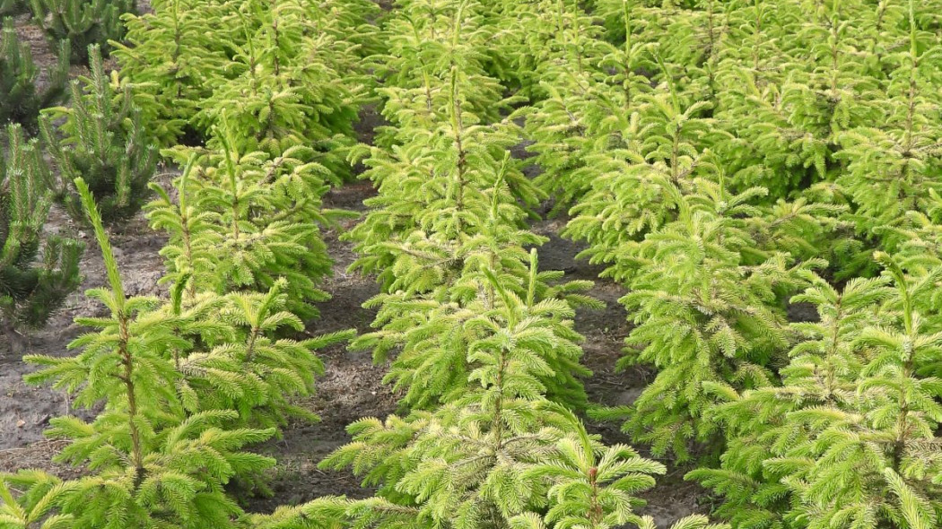 Świerk serbski Picea omorika ‘Golden Rain’