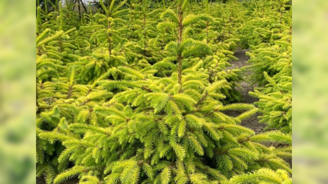 Świerk serbski Picea omorika ‘Golden Rain’