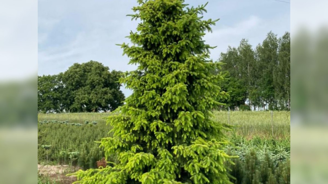 Świerk serbski Picea omorika ‘Golden Rain’