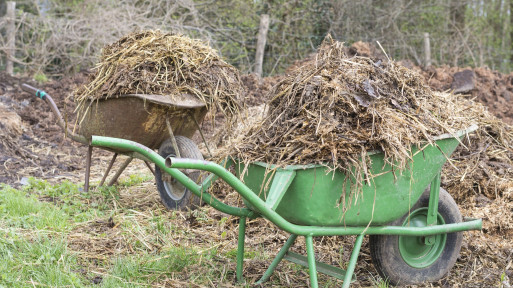 Czym zastąpić świeży obornik? Naturalne alternatywy do ogrodu