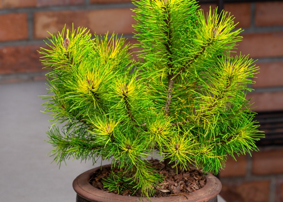 Sosna kosodrzewina Pinus mugo subsp. uncinata ‘Tukan’