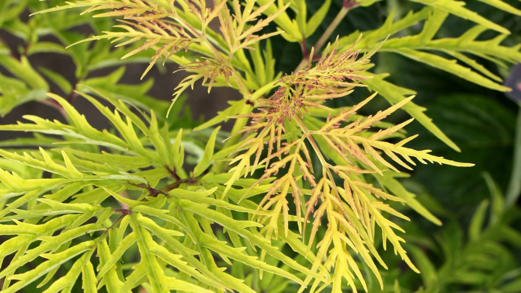 Sambucus racemosa LEMONY LACE ‘SMNSRD4’ PBR