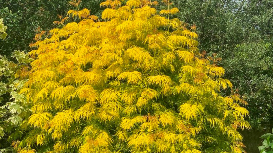 Sambucus racemosa LEMONY LACE ‘SMNSRD4’ PBR