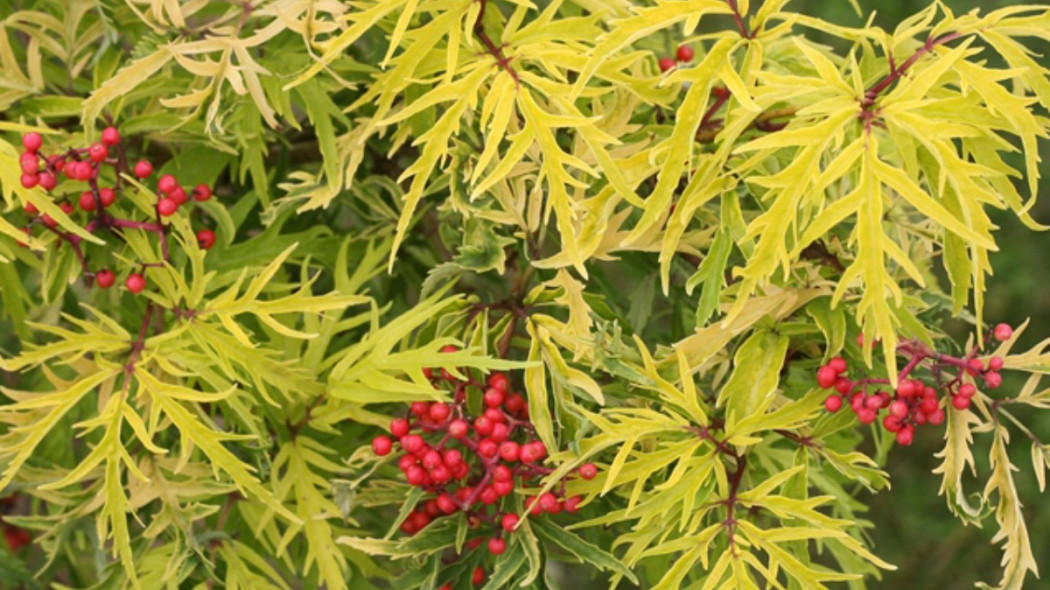 Sambucus racemosa LEMONY LACE ‘SMNSRD4’ PBR