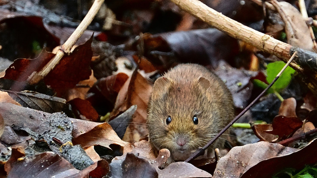 jak zwalczać nornice  w ogrodzie fot. jggrz - Pixabay