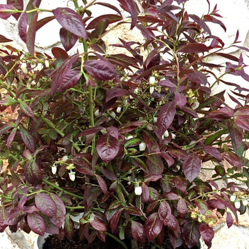 Borówka wysoka 'Cabernet Splash'