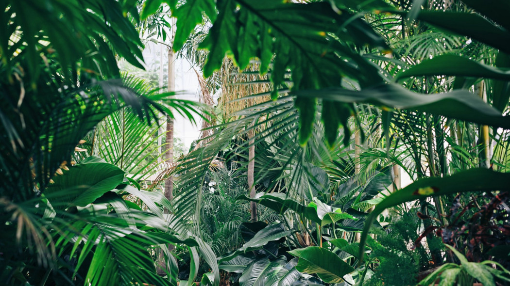 Urban Jungle Zieleń we wnętrzach! TOP 30 roślin doniczkowych do domu, fot. Chris Abney - Unsplash