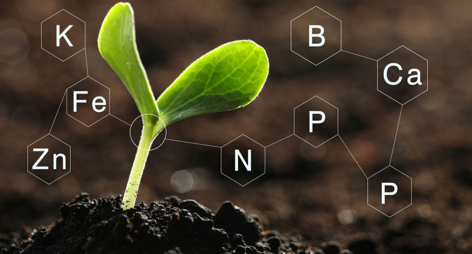Jakich pierwiastków potrzebują rośliny? 6 najważniejszych makroelementów!
