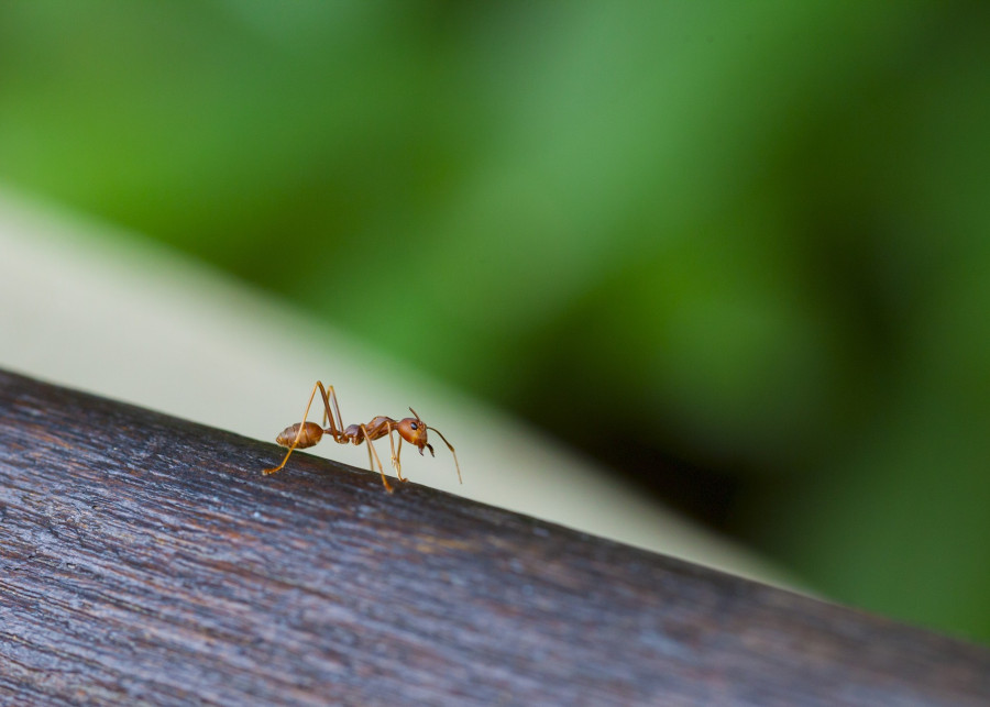 mrówki na balkonie fot. area0404 - Pixabay