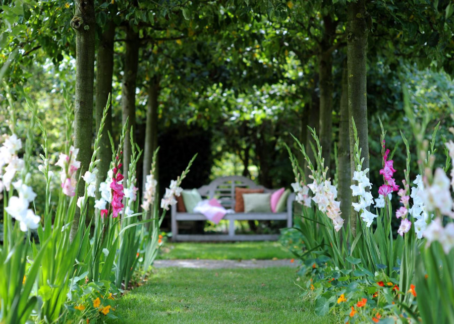 Letnie inspiracje - kolorowy letni ogród cebulowy, fot. iBulb