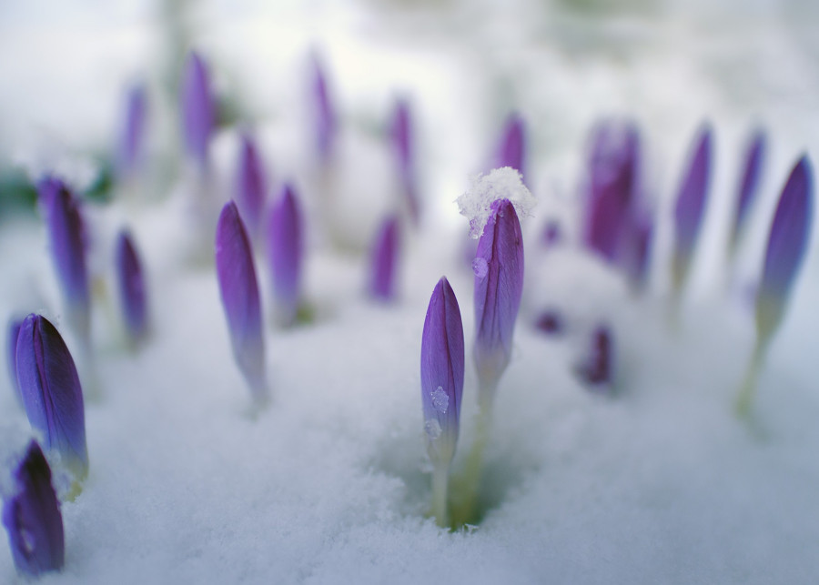 kwiaty cebulowe kwitną w styczniu co robić fot. jplenio - Pixabay