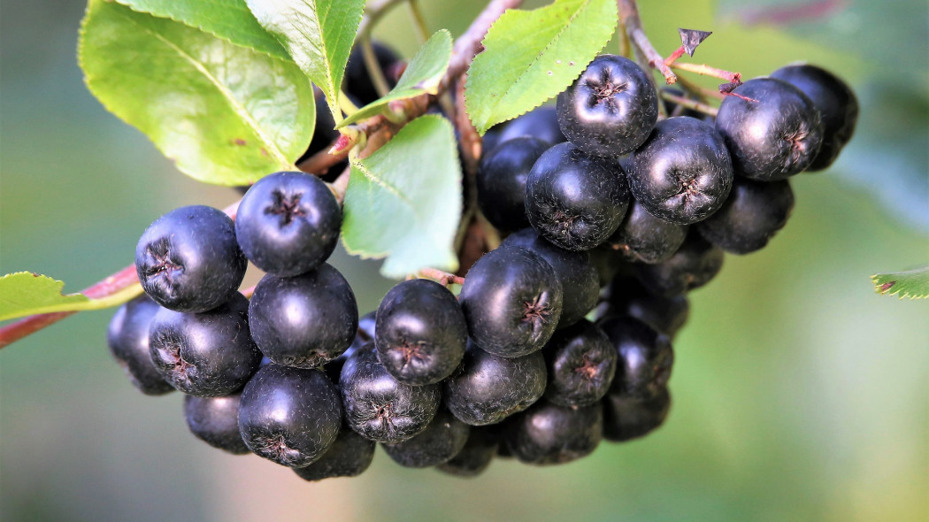 aronia jest pyszna i zdrowa fot. Goran Horvat - Pixabay