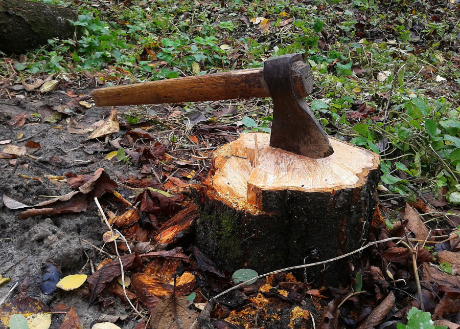 usuwanie pnia po ściętym drzewie fot. Pavlofox - Pixabay