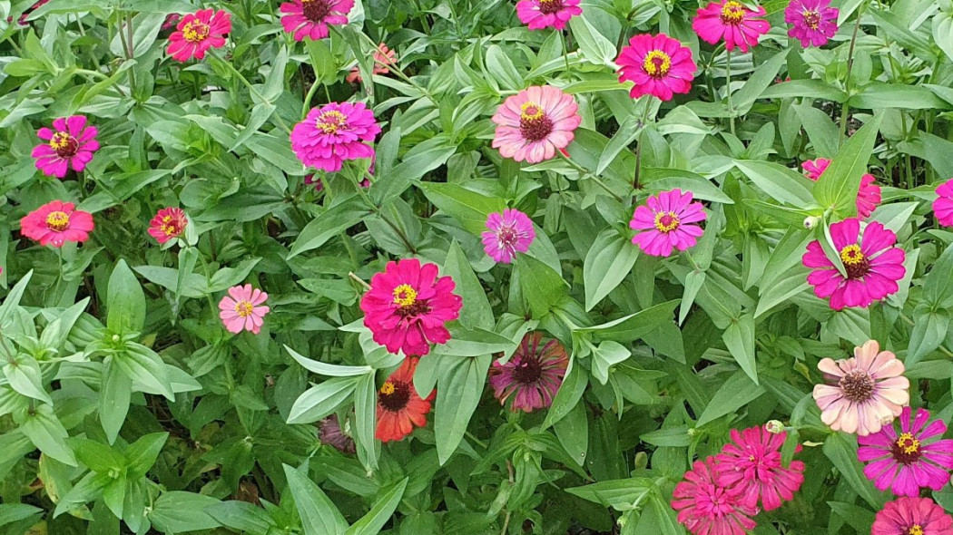 Cynie wytworne Zinnia elegans, fot. Serge G - Unsplash