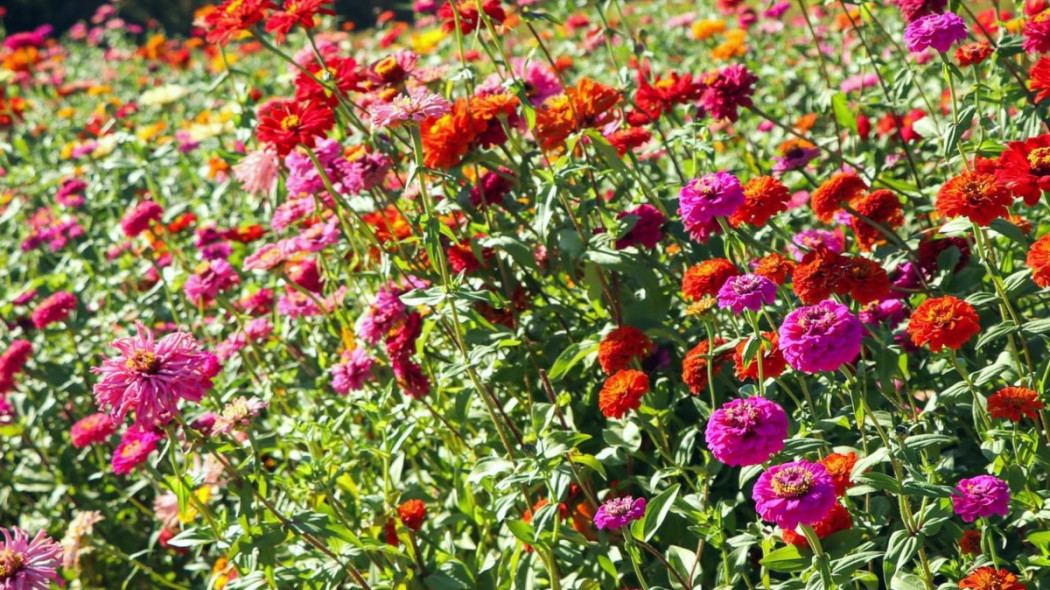 Cynie wytworne, Zinnia elegans, fot. Jeana Bala - Unsplash