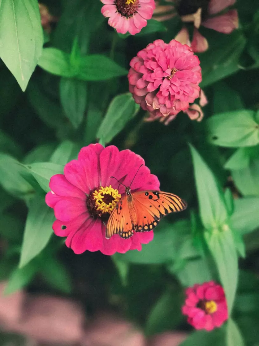 Cynia wyniosła (Zinnia elegans), fot. Benigno Hoyuela - Unsplash