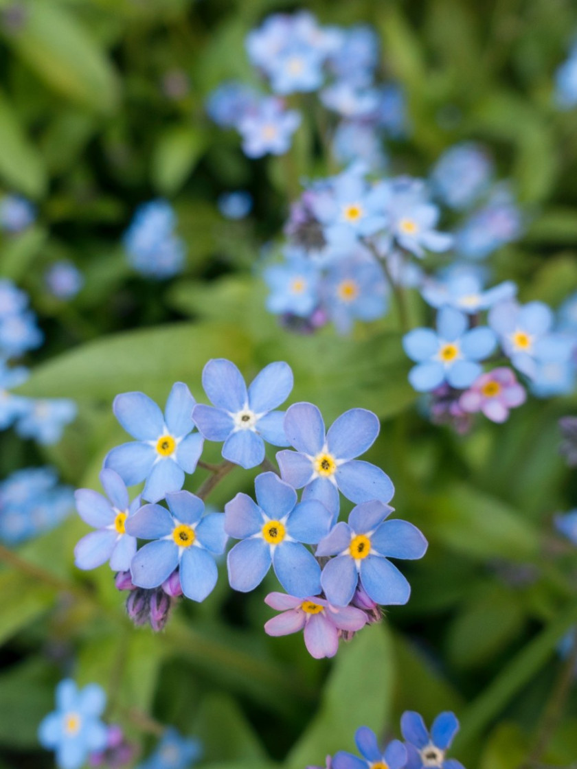 Niezapominajki (Myosotis), fot. Gemma Evans - Unsplash