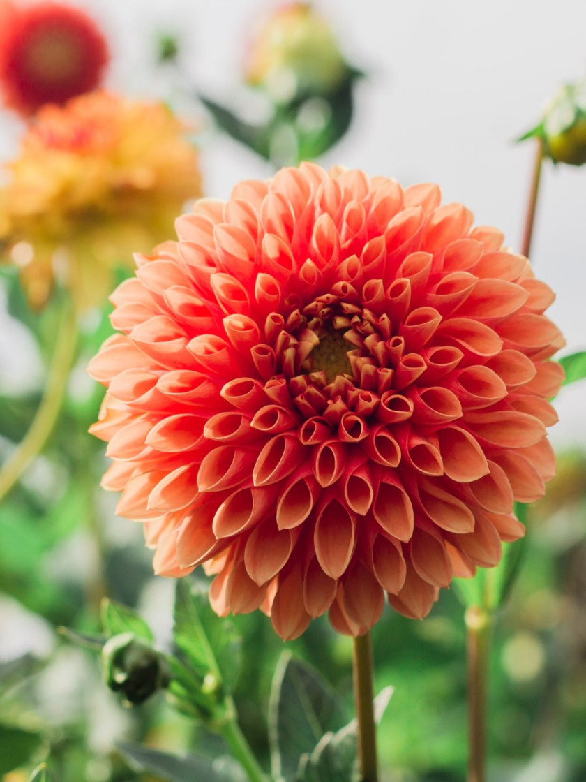 Dalia (Dahlia), fot. Bonnie Kittle - Unsplash