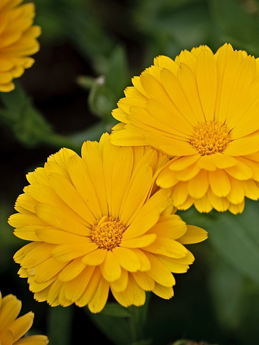 Nagietek lekarski (Calendula officinalis), fot. Pezibear - Pixabay