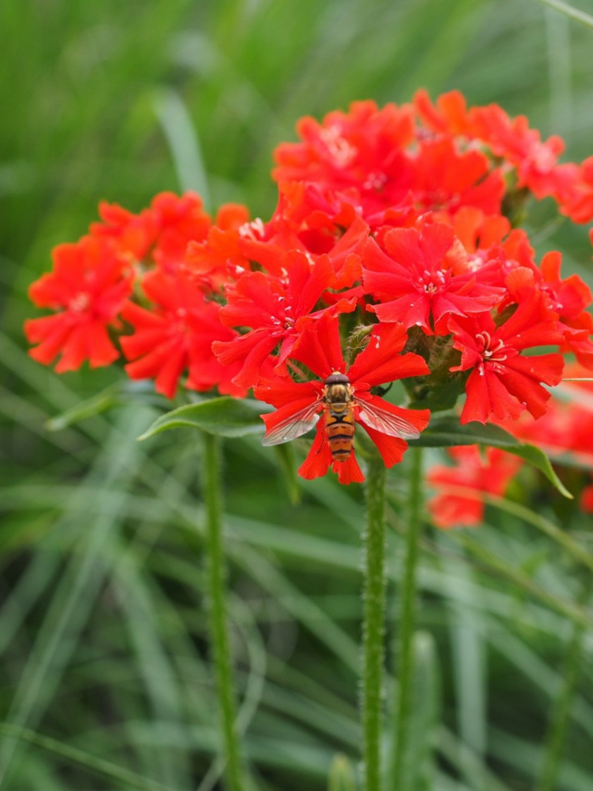 Firletka chalcedońska (Lychnis chalcedonica), fot. Hans Braxmeier - Pixabay