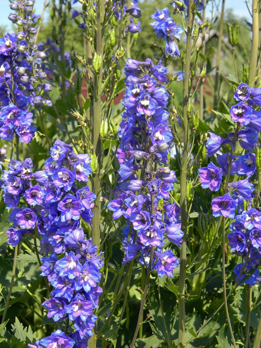 Ostróżka ogrodowa (Delphinium cultorum), fot. Alina Kuptsova - Pixabay