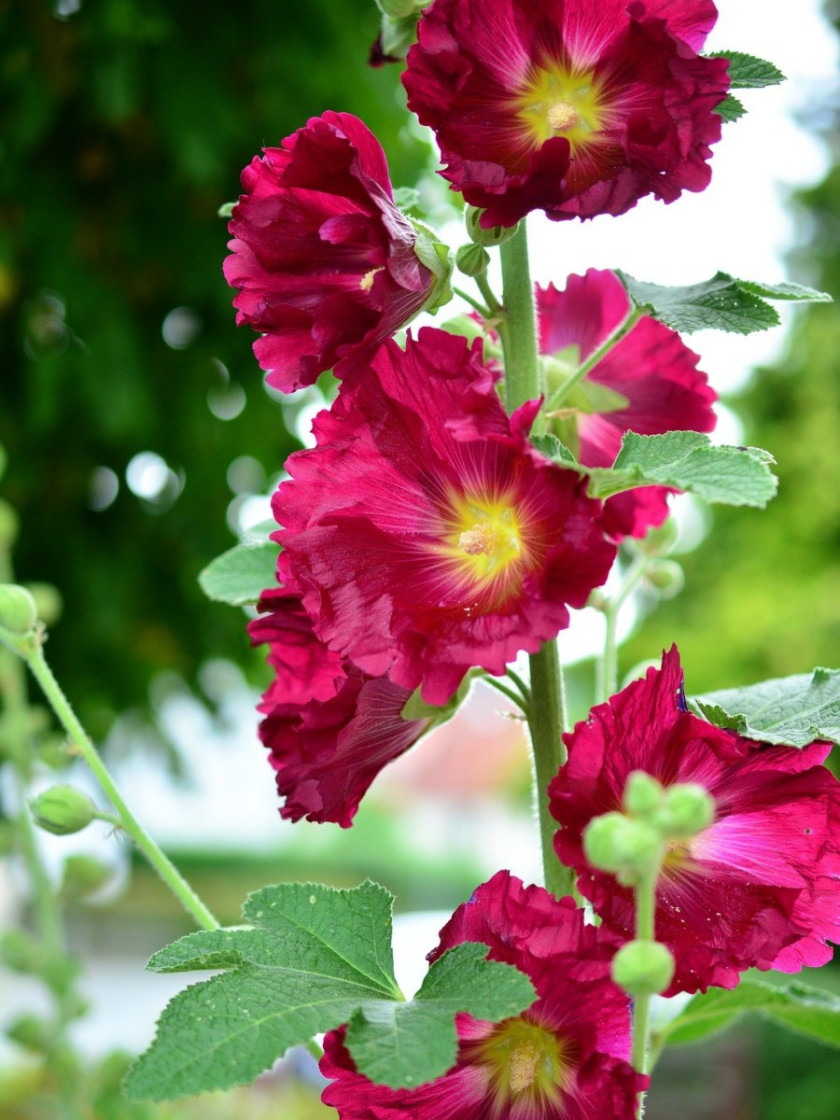 Malwa różowa (Alcea rosea), fot. congerdesign - Pixabay