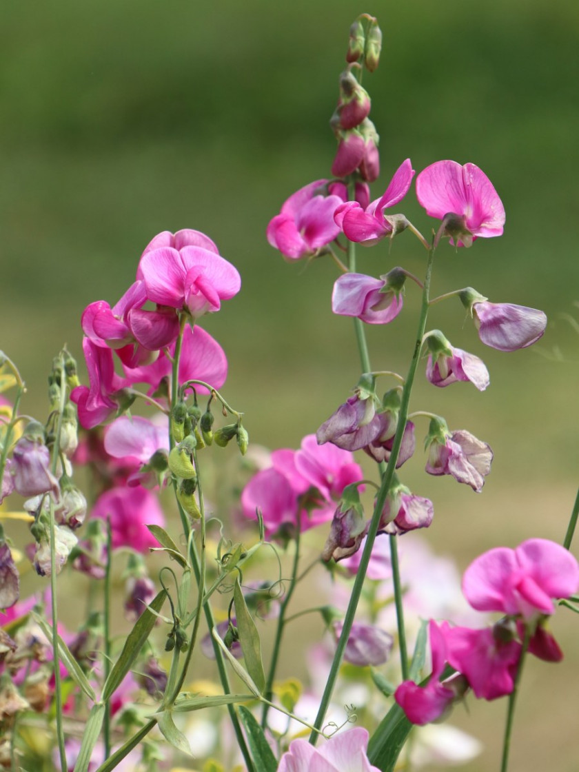 Groszek pachnący (Lathyrus odoratus), fot. Mouse23 - Pixabay