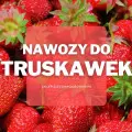 Nawozy do truskawek | Jakie wybrać i gdzie kupić?